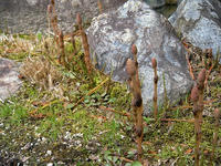 s-DSCN4050.jpg