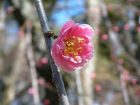 s-DSCN4119.jpg