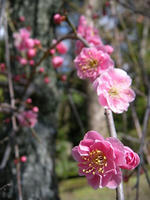s-DSCN4121.jpg