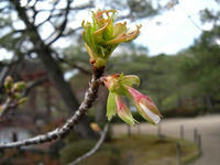 s-DSCN4130.jpg
