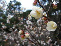 s-DSCN4148.jpg