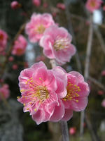 s-DSCN4154.jpg