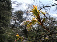 s-DSCN4156.jpg