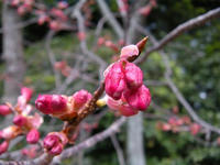s-DSCN4164.jpg