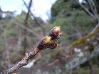 s-DSCN4166.jpg