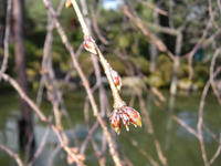 s-DSCN4099.jpg