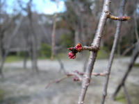 s-DSCN4117.jpg