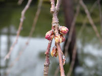s-DSCN4172.jpg