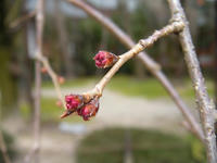 s-DSCN4201.jpg