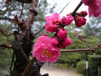 s-DSCN4207.jpg