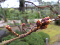 s-DSCN4209.jpg