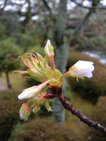 s-DSCN4212.jpg