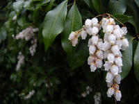 s-DSCN4216.jpg