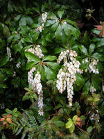 s-DSCN4218.jpg