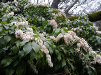 s-DSCN4219.jpg