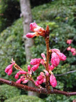 s-DSCN4224.jpg