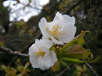 s-DSCN4232.jpg