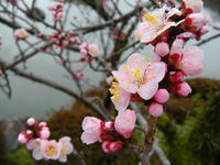 s-DSCN4238.jpg