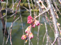 s-DSCN4271.jpg