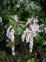s-DSCN4277.jpg