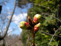 s-DSCN4281.jpg
