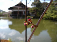 s-DSCN4285.jpg