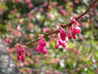 s-DSCN4288.jpg