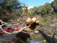 s-DSCN4289.jpg