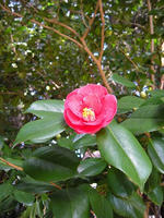 s-DSCN4297.jpg