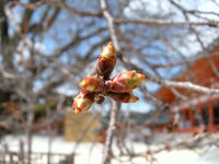 s-DSCN4300.jpg