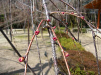 s-DSCN4306.jpg