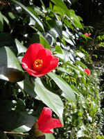 s-DSCN4312.jpg