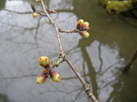 s-DSCN4324.jpg