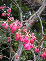 s-DSCN4327.jpg