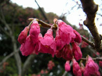s-DSCN4328.jpg