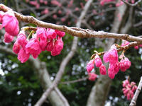 s-DSCN4330.jpg