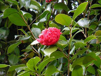 s-DSCN4332.jpg