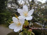 s-DSCN4338.jpg