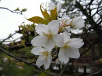 s-DSCN4339.jpg