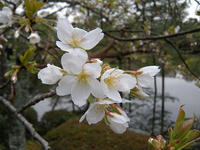 s-DSCN4341.jpg