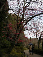 s-DSCN4361.jpg
