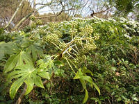 s-DSCN4364.jpg