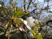 s-DSCN4368.jpg