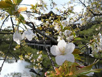 s-DSCN4374.jpg