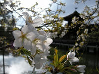 s-DSCN4375.jpg