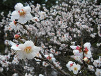 s-DSCN4424.jpg