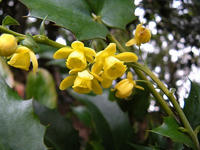 s-DSCN4431.jpg