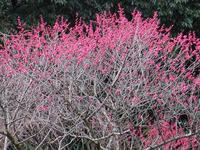 s-DSCN4434.jpg