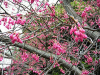 s-DSCN4437.jpg