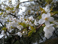 s-DSCN4451.jpg